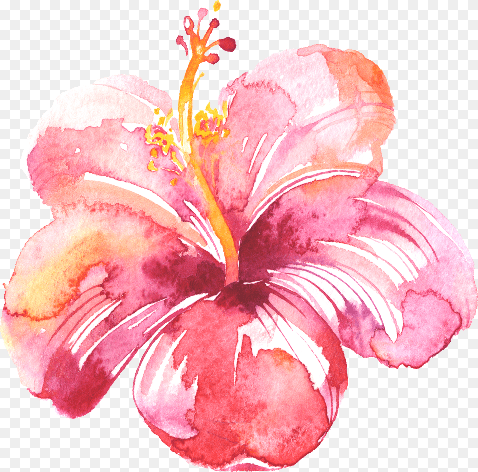 Transparent Watercolor Splotch Hibiscus Flower In Pink Watercolor Png