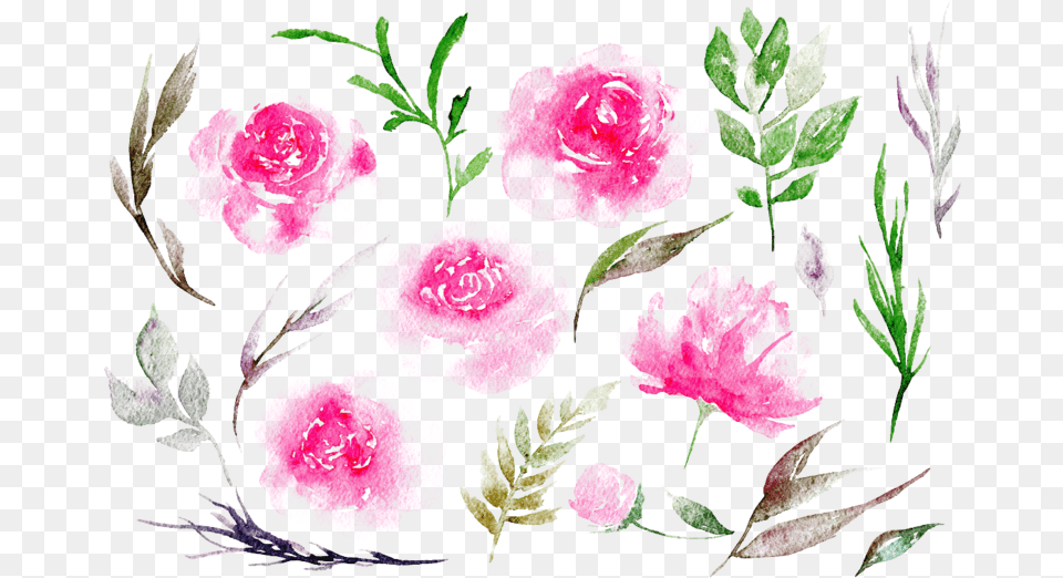 Weather Clip Art Pink Peonies Watercolor, Flower, Petal, Plant, Carnation Free Transparent Png