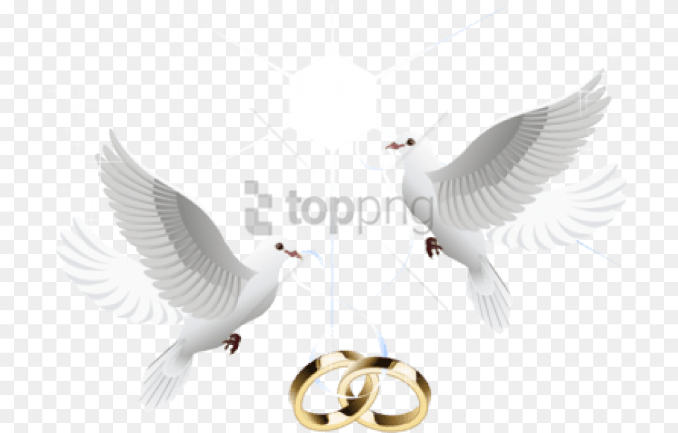 Wedding Dove, Animal, Bird, Pigeon, Fish Free Transparent Png