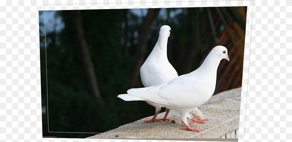 Transparent Wedding Dove White Two Pigeon Bird, Animal Free Png Download