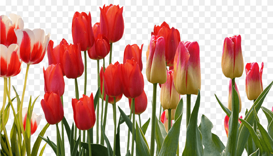 Wedding Flowers Tulip Flower Garden, Plant Free Transparent Png
