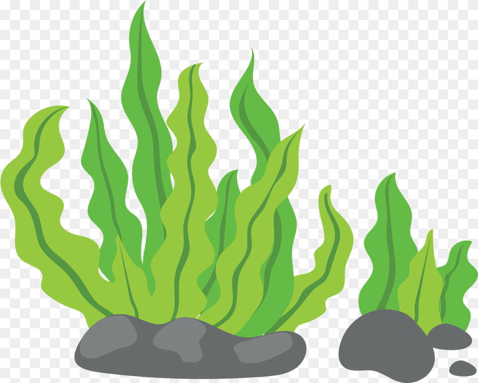 Transparent Weed Joint Seaweed Cartoon, Green, Leaf, Plant, Aquatic Png
