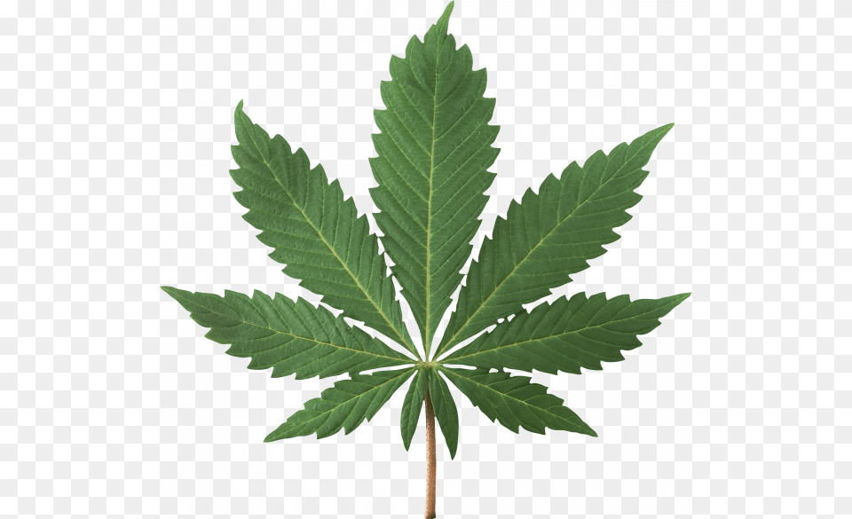 Transparent Weed Leaf, Plant, Tree, Hemp Free Png Download
