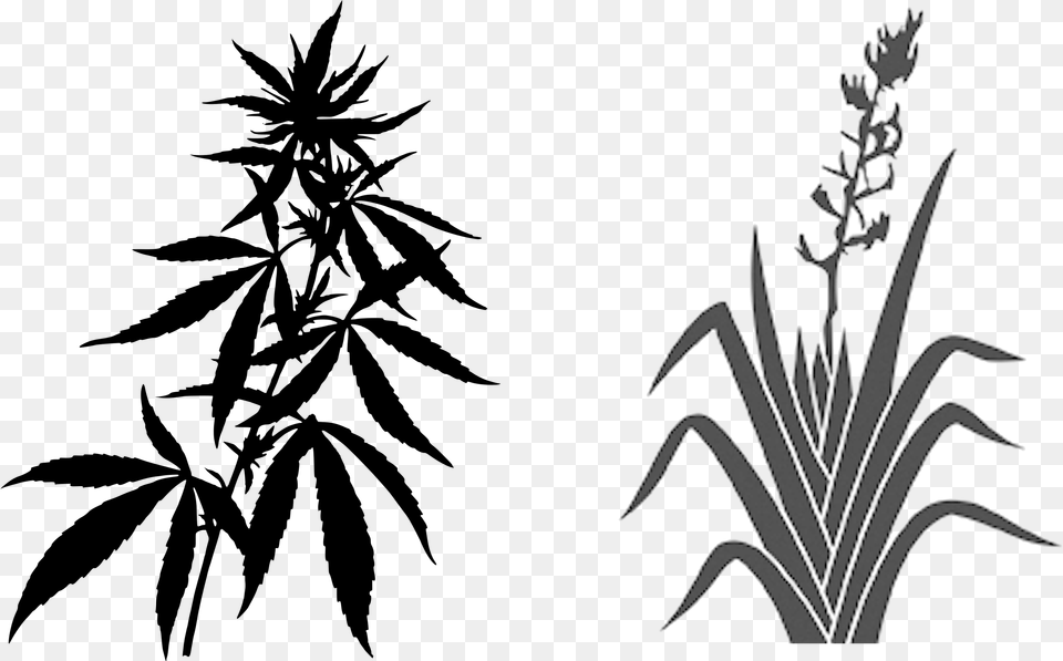 Weed Plant Cannabis Leaves Background, Grass, Art, Flower, Graphics Free Transparent Png