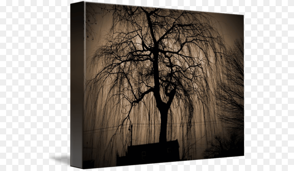 Transparent Weeping Willow Black Weeping Willow Paintings, Plant, Tree, Silhouette, Tree Trunk Free Png Download