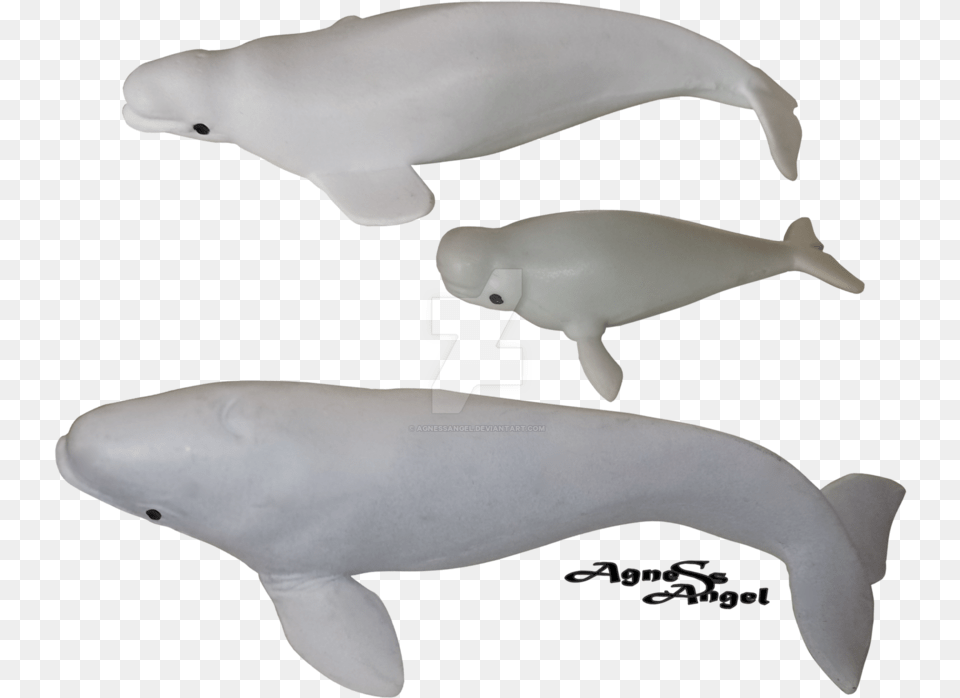 Transparent Whale Beluga Beluga Whale, Animal, Sea Life, Fish, Beluga Whale Free Png