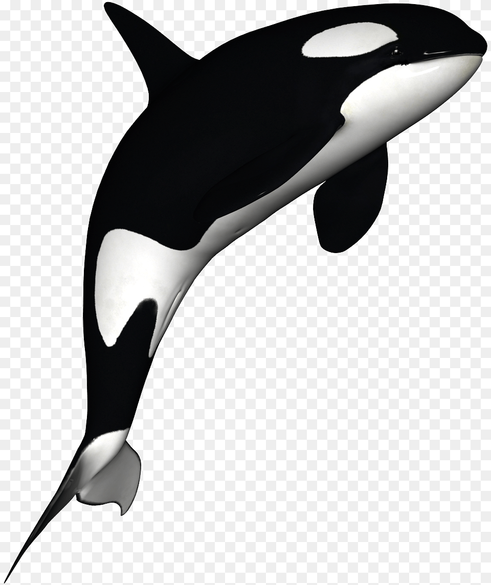 Transparent Whale Clip Art Orca With No Background, Animal, Sea Life, Mammal Png