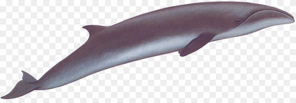Whale Right Pygmy Right Whale, Animal, Dolphin, Mammal, Sea Life Free Transparent Png