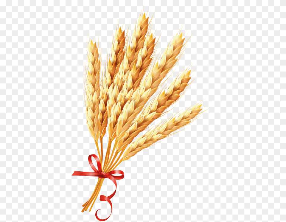 Transparent Wheat, Food, Grain, Produce Png Image