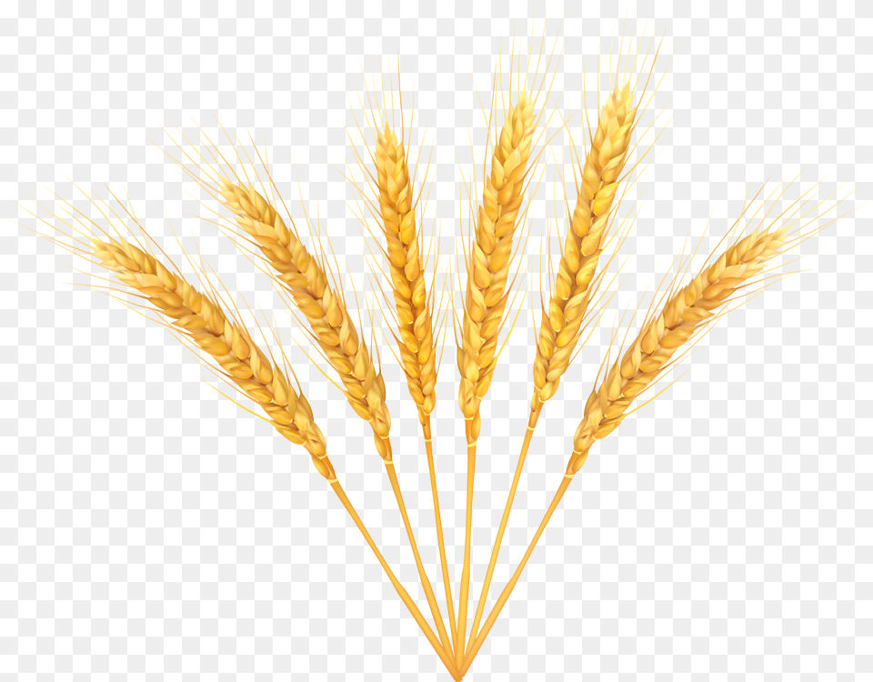 Transparent Wheat Clipart Background Free Png Download