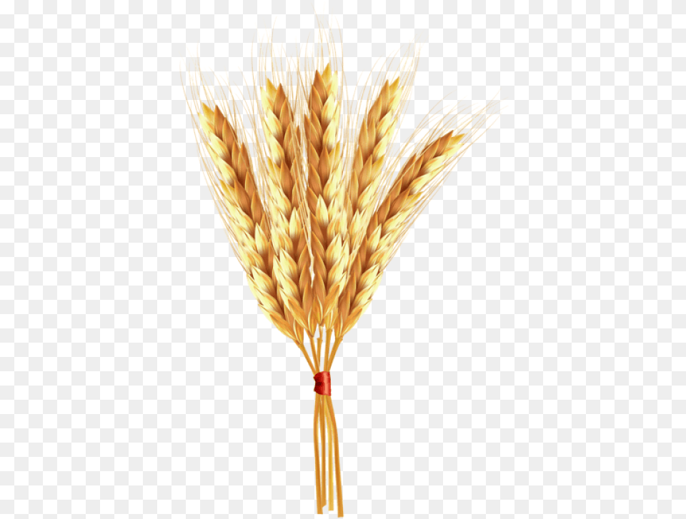 Transparent Wheat Einkorn Wheat, Food, Grain, Plant, Produce Png Image