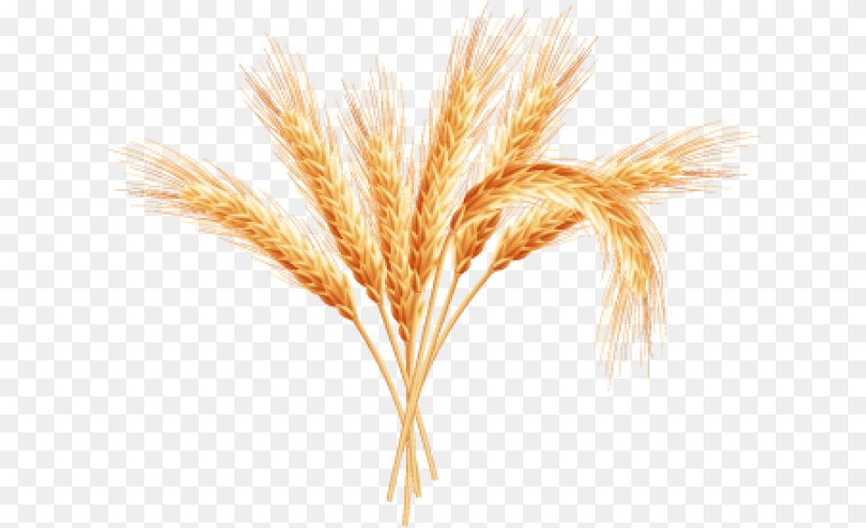 Wheat Plant Clipart Wheat Plant Background, Food, Grain, Produce, Animal Free Transparent Png