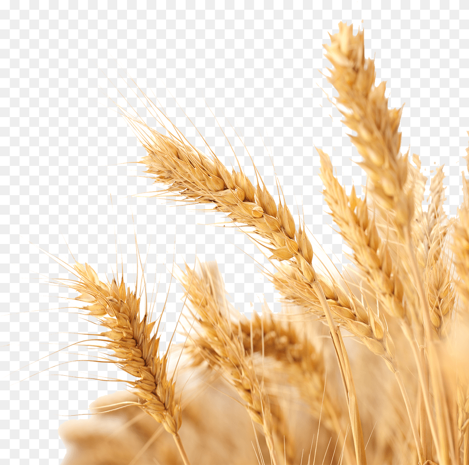 Wheat Vector Background Wheat, Food, Grain, Plant, Produce Free Transparent Png
