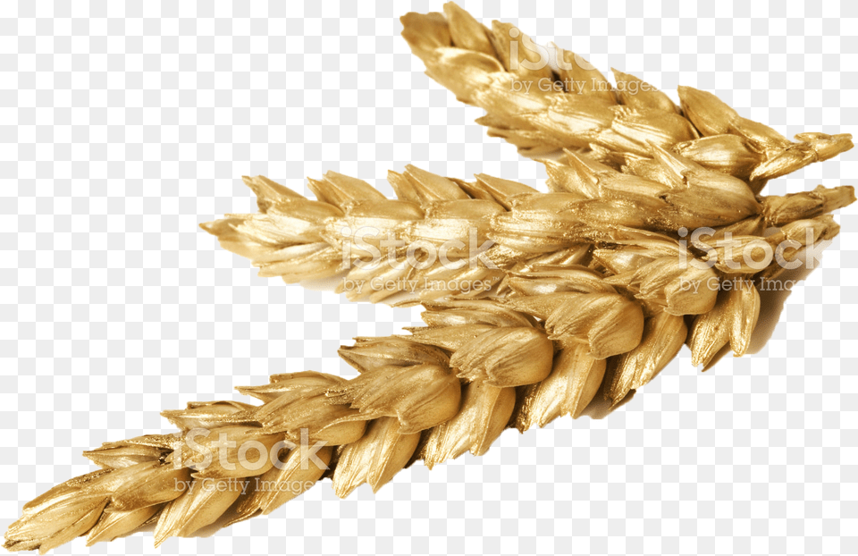 Transparent Wheat Wheat, Food, Grain, Produce Png