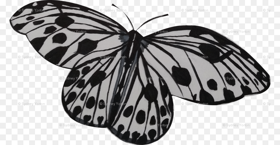 Transparent White Butterfly Monarch Butterfly, Animal, Insect, Invertebrate Free Png Download