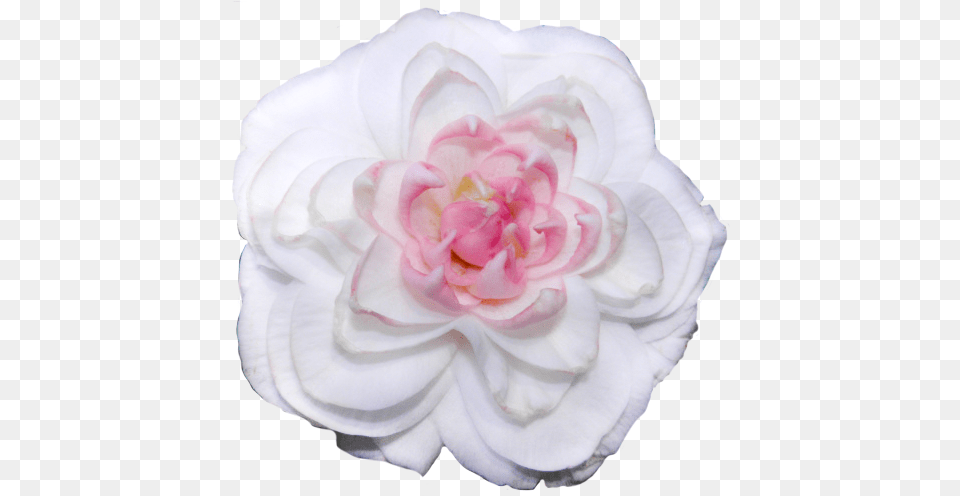Transparent White Camellias Transparent Background, Rose, Plant, Flower, Petal Free Png