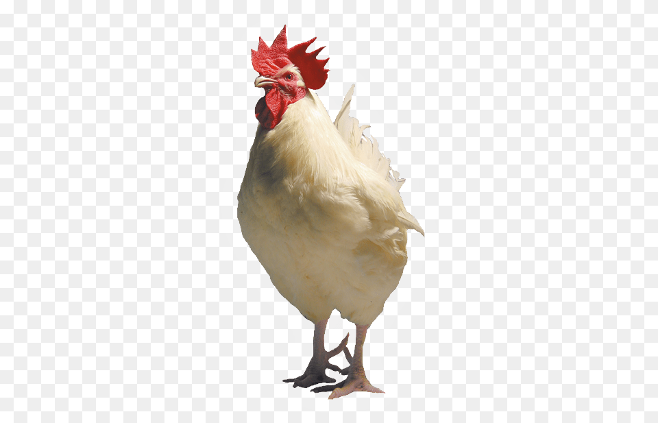 Transparent White Chicken, Animal, Bird, Fowl, Poultry Free Png