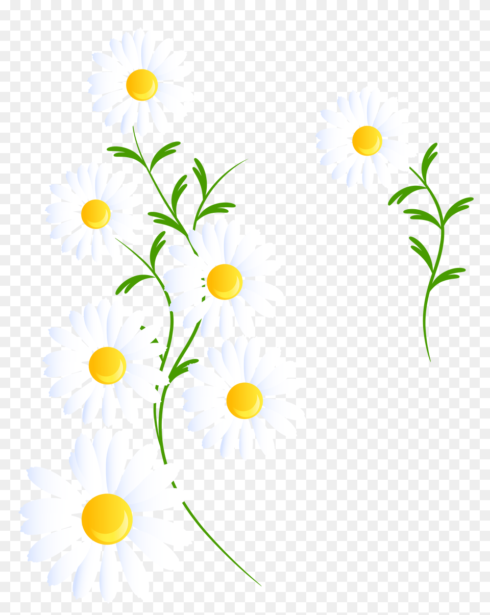 Transparent White Daisies Decoration Gallery, Daisy, Flower, Plant Free Png Download