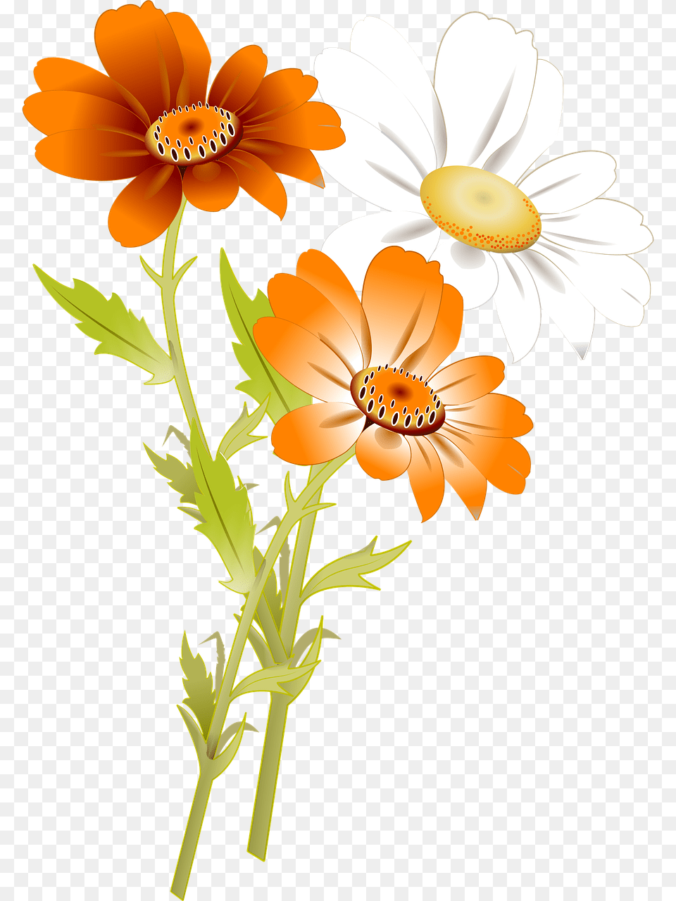 Transparent White Daisy Orange Flowers, Anemone, Anther, Flower, Petal Free Png