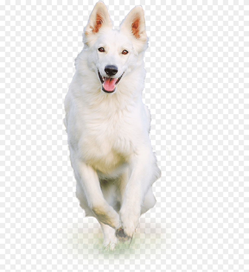 Transparent White Dog, Animal, Canine, Mammal, Pet Png Image