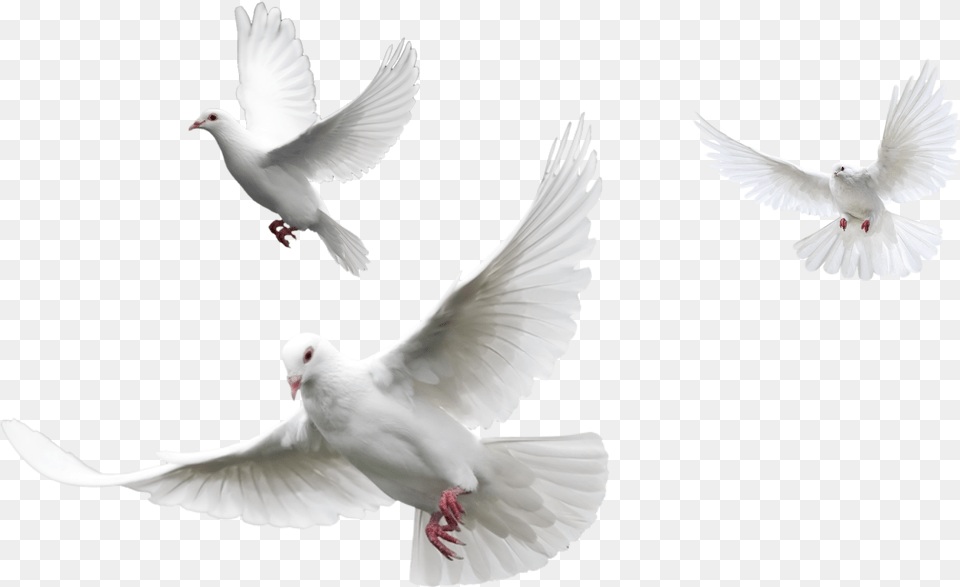 Transparent White Dove, Animal, Bird, Pigeon Free Png