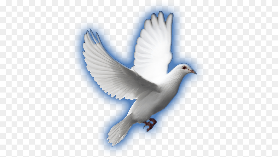 Transparent White Dove White Dove, Animal, Bird, Pigeon Png