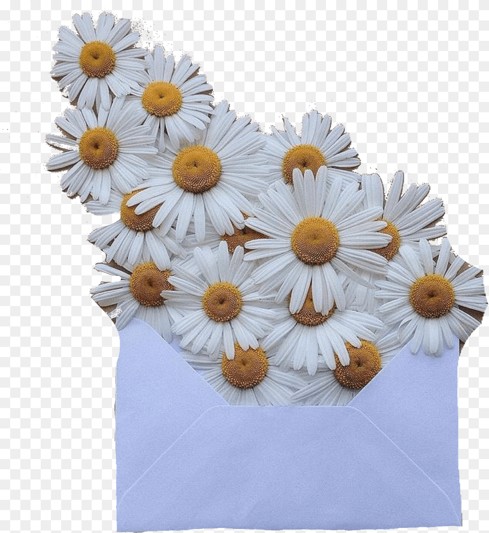 Transparent White Envelope Aesthetic Moodboard Filler, Daisy, Flower, Plant, Flower Arrangement Free Png