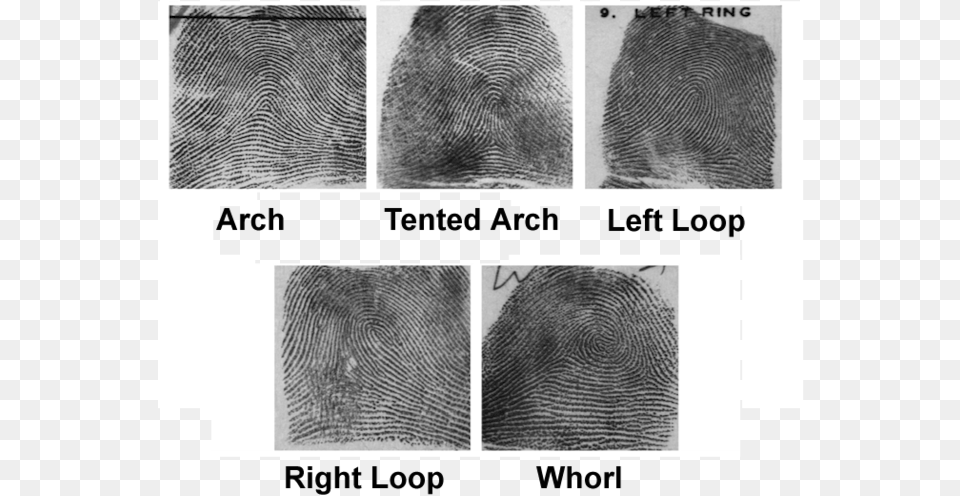 Transparent White Fingerprint Transglobe, Art, Collage, Home Decor, Person Png