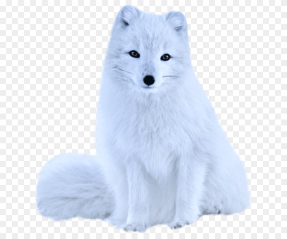 Transparent White Fox White Fox Transparent, Animal, Mammal, Wildlife, Arctic Fox Free Png Download