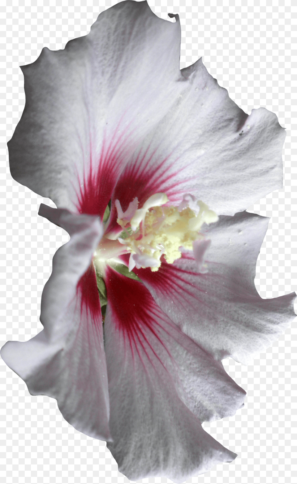 Transparent White Hibiscus Clipart Hibiscus, Pollen, Flower, Plant, Adult Free Png Download