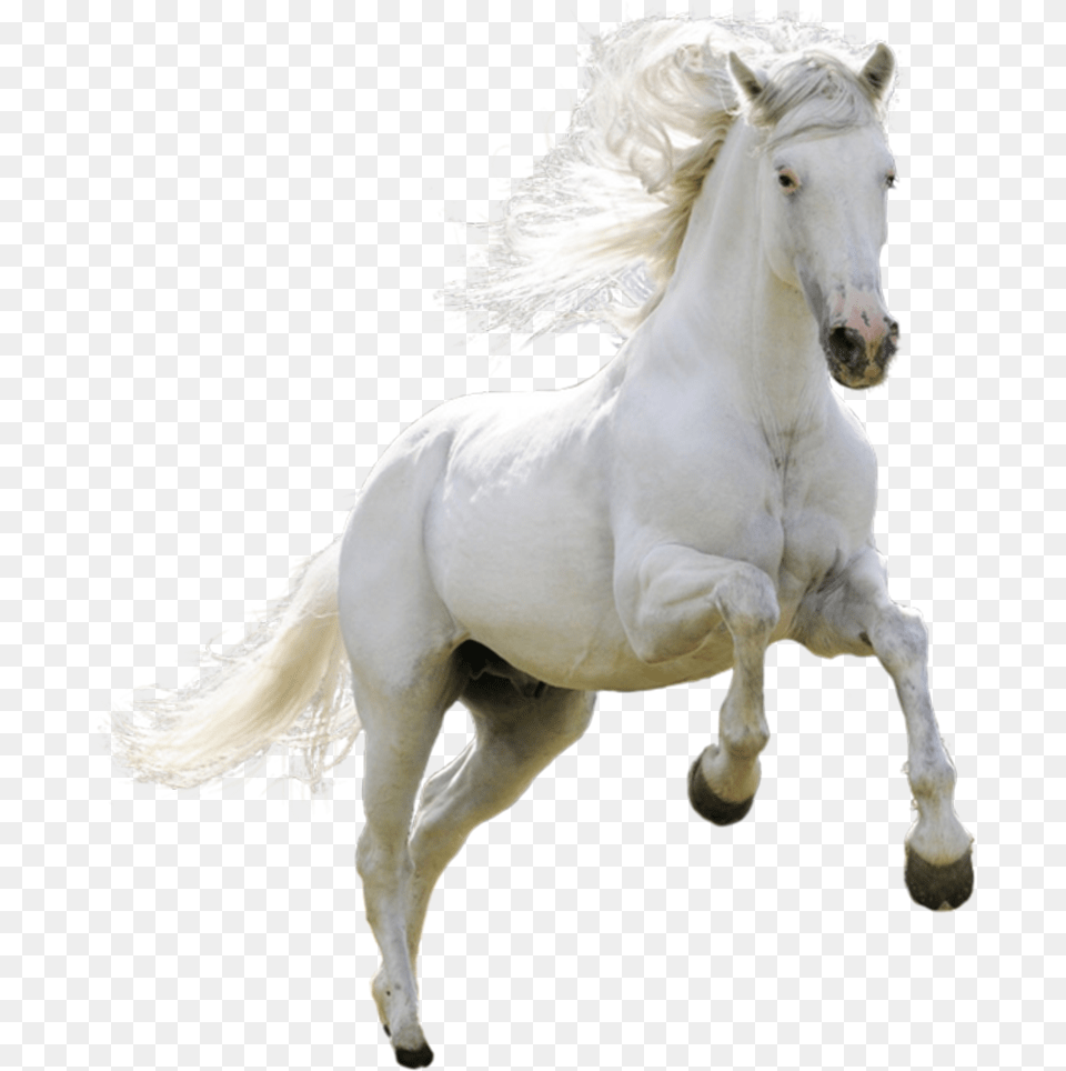 Transparent White Horse, Animal, Mammal, Stallion, Andalusian Horse Png