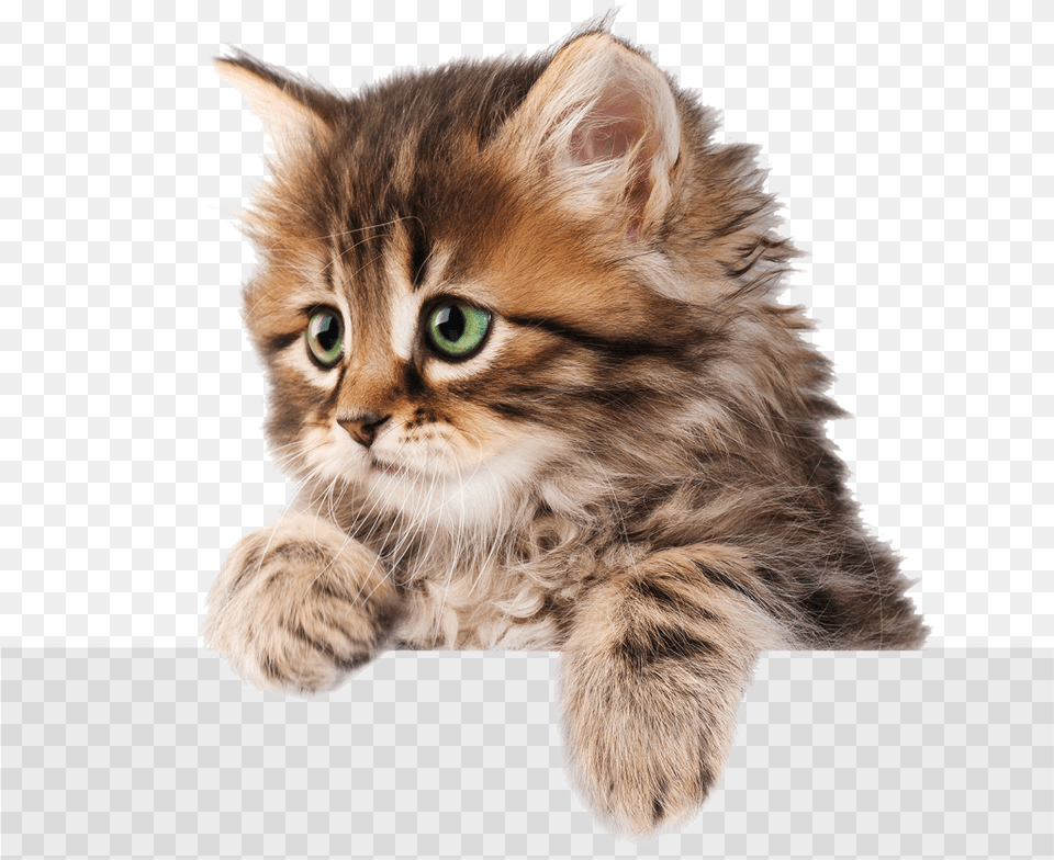 Transparent White Kitten Cat, Animal, Mammal, Pet, Manx Free Png Download