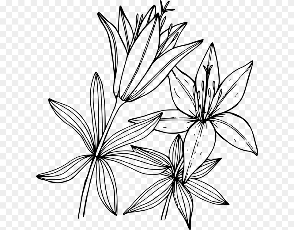 White Lily Flower Clipart Lily Coloring Pages, Gray Free Transparent Png