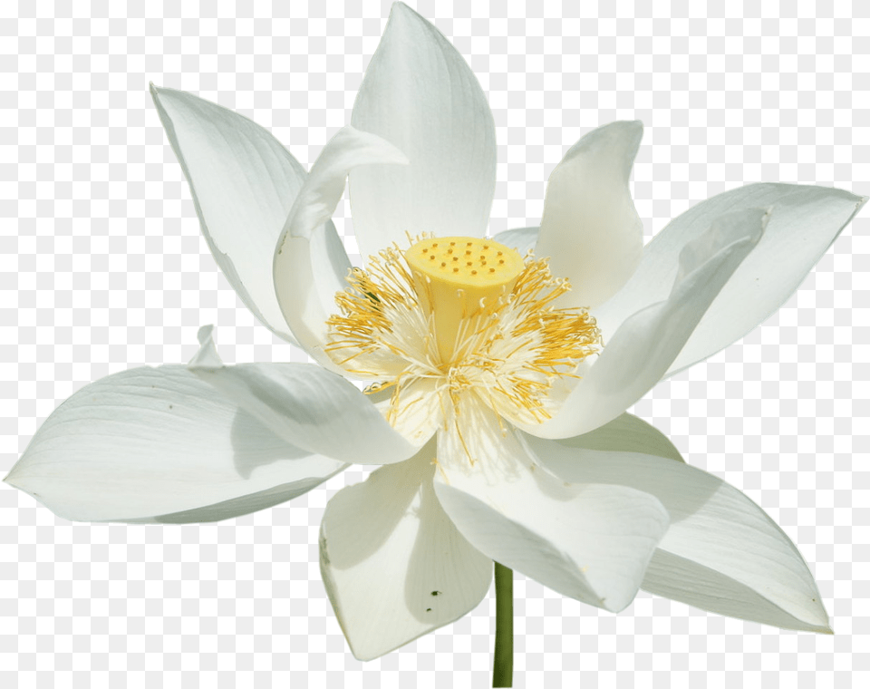 Transparent White Lotus, Flower, Plant, Pollen, Anemone Free Png
