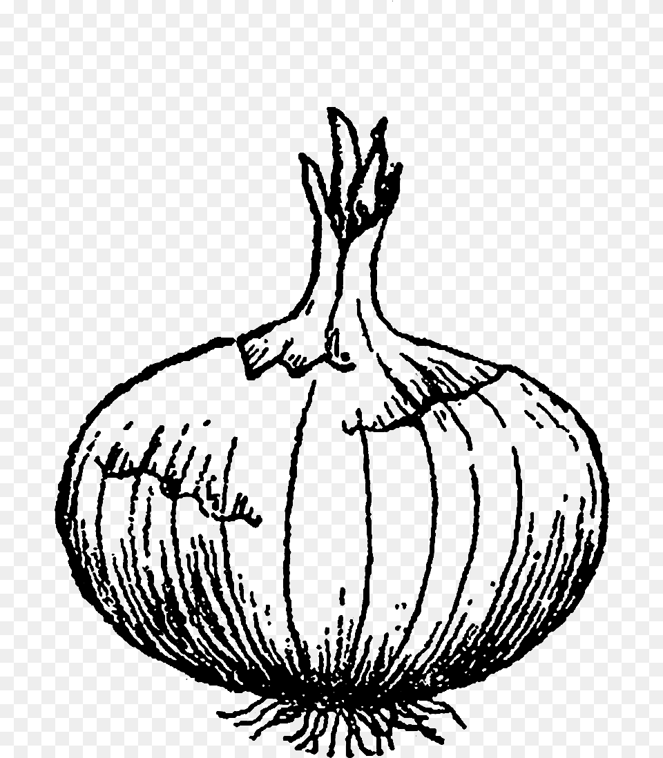 Transparent White Onion Vegetable Line Art, Food, Produce, Person Png Image