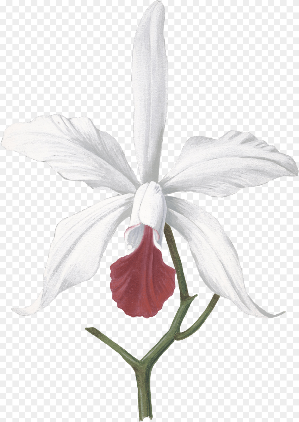 Transparent White Orchids Devilwood Flower Drawing, Plant, Orchid Free Png