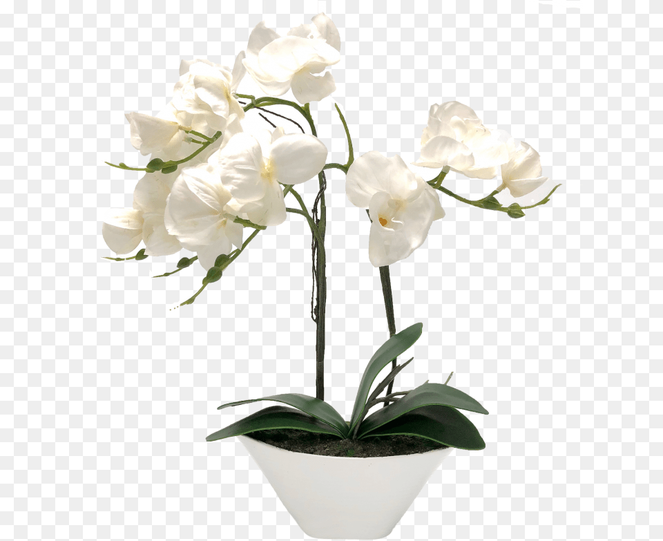 Transparent White Orchids Vase Orchid White, Flower, Flower Arrangement, Plant, Rose Free Png Download
