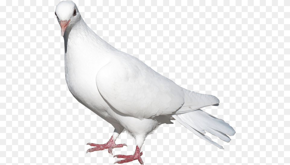 Transparent White Pigeon, Animal, Bird, Dove Free Png