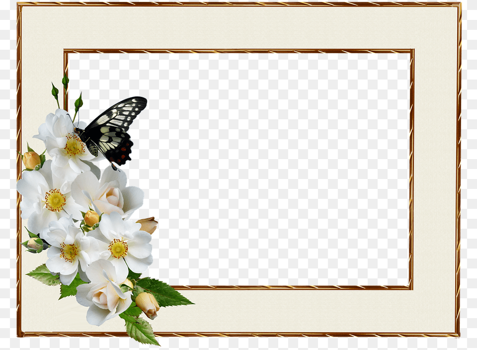 Transparent White Rose Border Positive Thursday Blessing Quotes, Anemone, Flower, Geranium, Petal Free Png Download