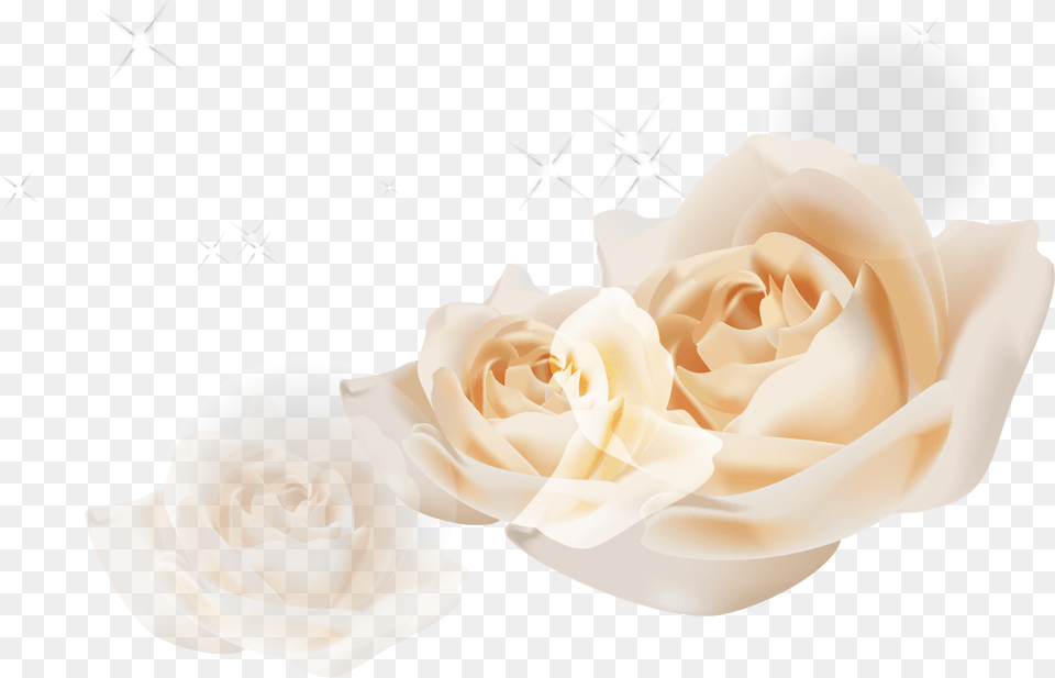 White Rose Bush Garden Roses, Flower, Plant, Petal Free Transparent Png