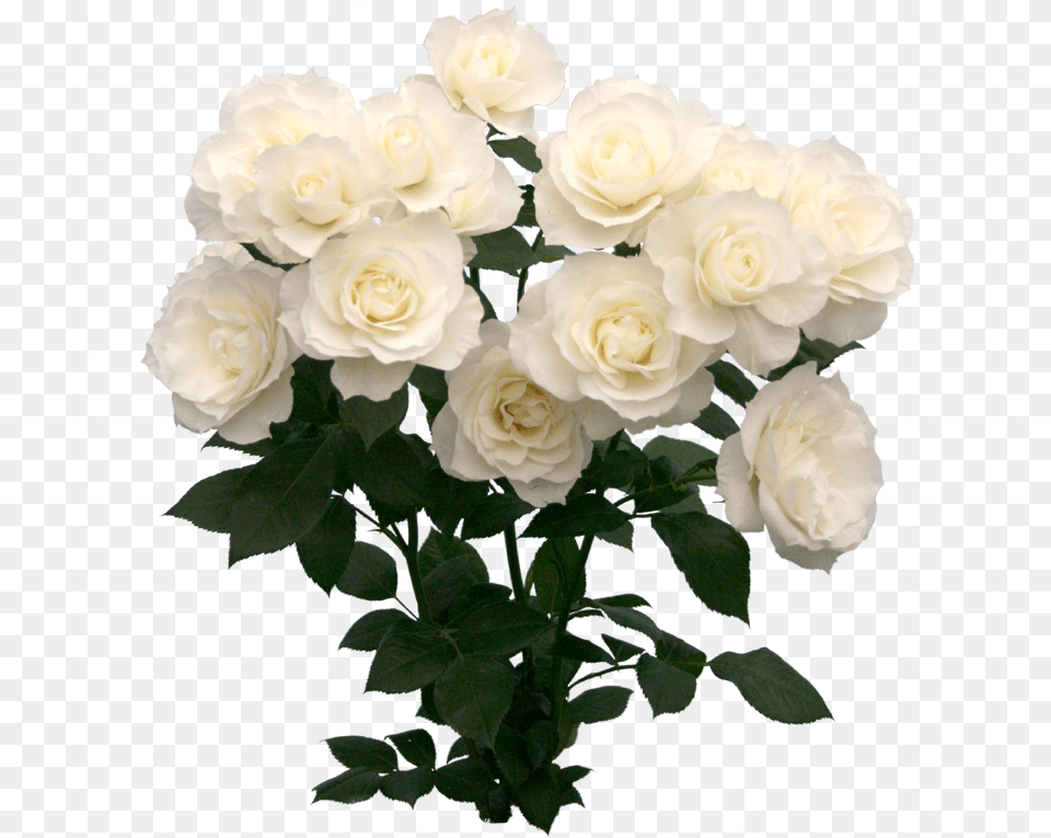 Transparent White Roses, Flower, Flower Arrangement, Flower Bouquet, Plant Free Png