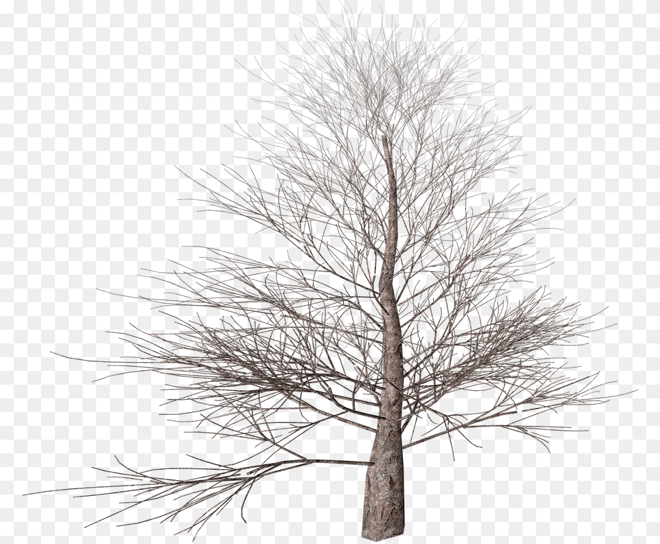 Transparent White Tree Portable Network Graphics, Plant, Tree Trunk, Nature, Outdoors Free Png Download