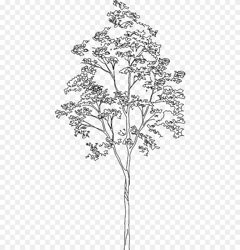 Transparent White Tree Silver Birch Tree Cad, Gray Free Png