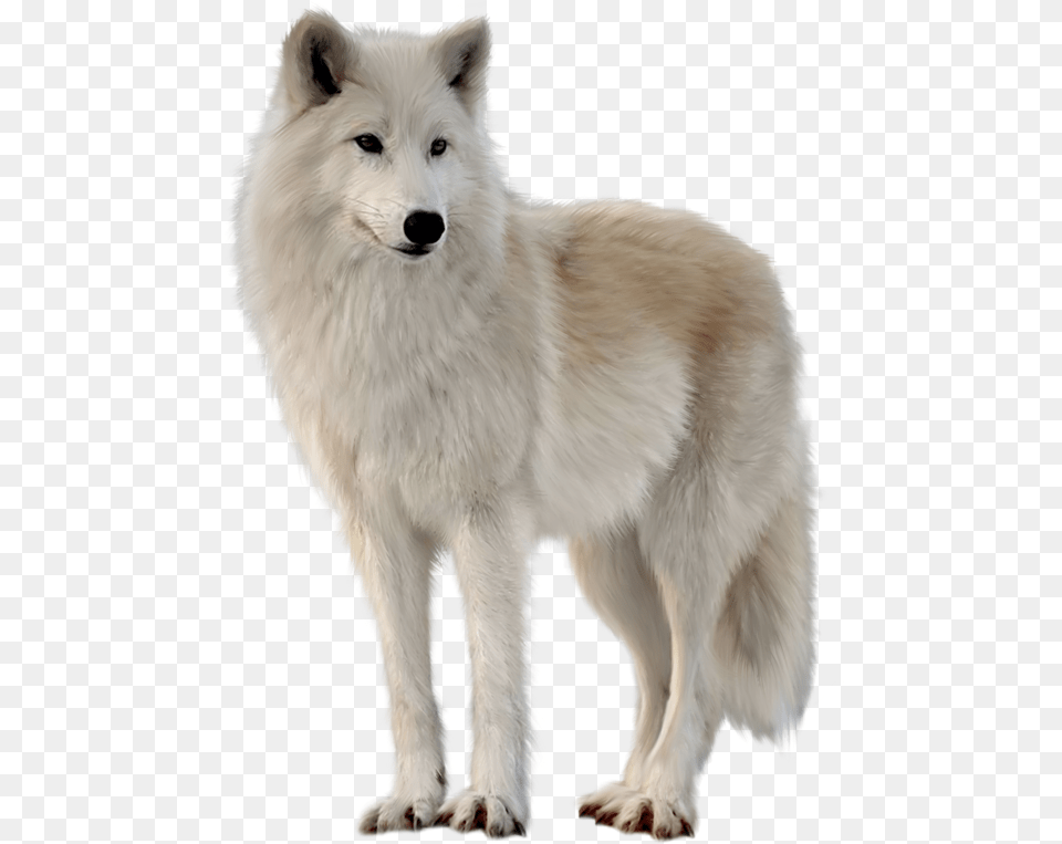 Transparent White Wolf White Wolf, Animal, Canine, Dog, Mammal Png Image