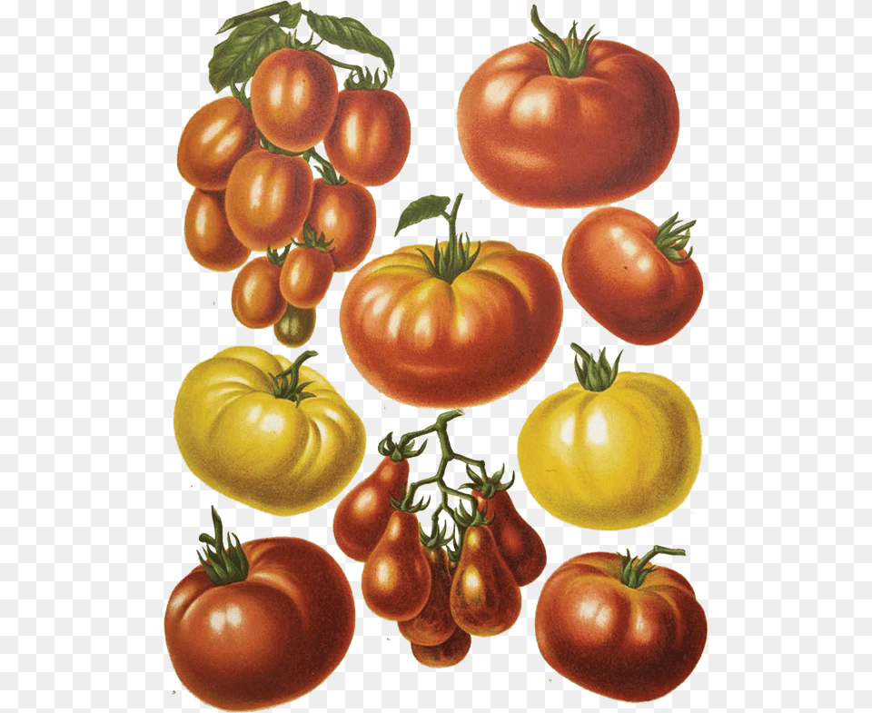 Transparent Whopper Botanical Print Tomato, Food, Plant, Produce, Vegetable Free Png