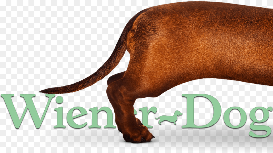 Transparent Wiener Dog Water Buffalo, Snout, Animal, Canine, Hound Free Png