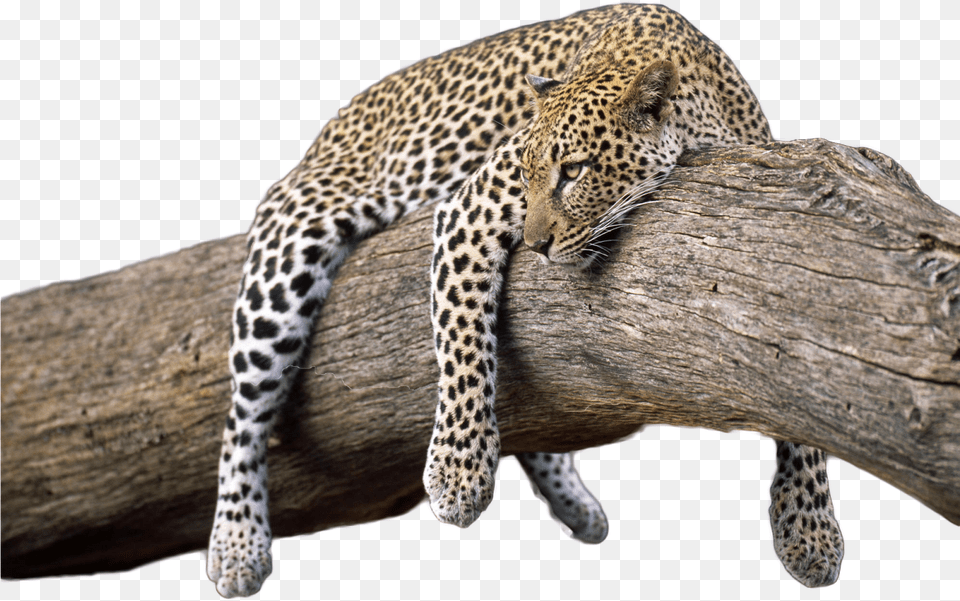 Wild Animal, Mammal, Panther, Wildlife Free Transparent Png