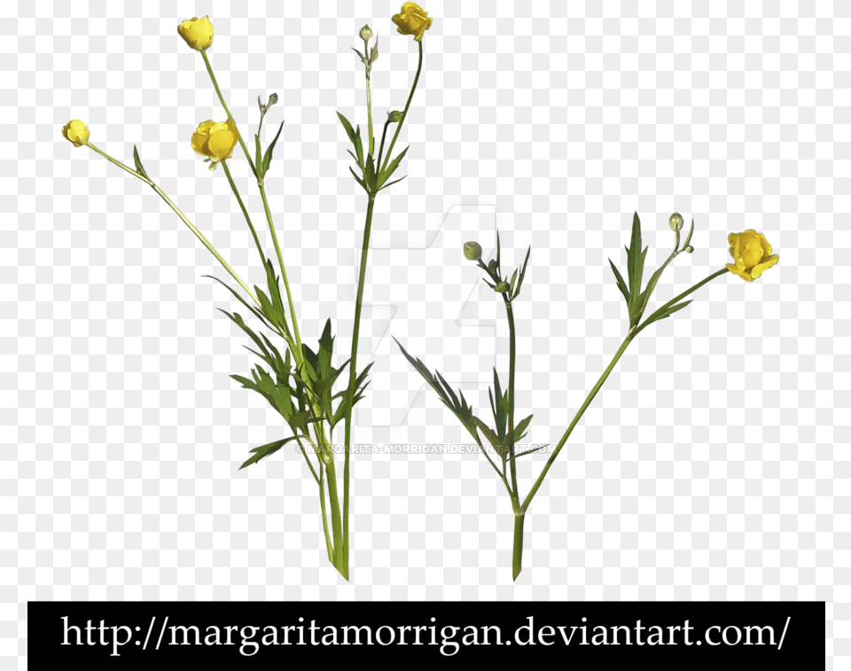 Transparent Wild Flower, Plant, Rose, Daisy, Text Png