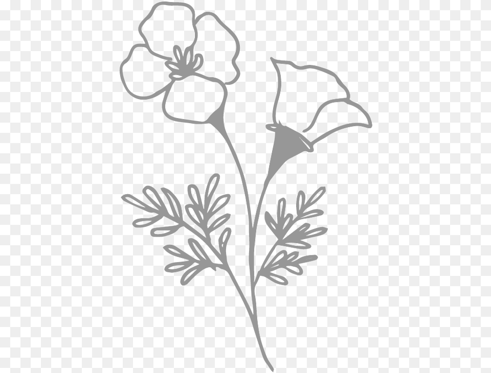 Transparent Wild Flowers Rosa Glauca, Stencil, Flower, Plant, Art Free Png