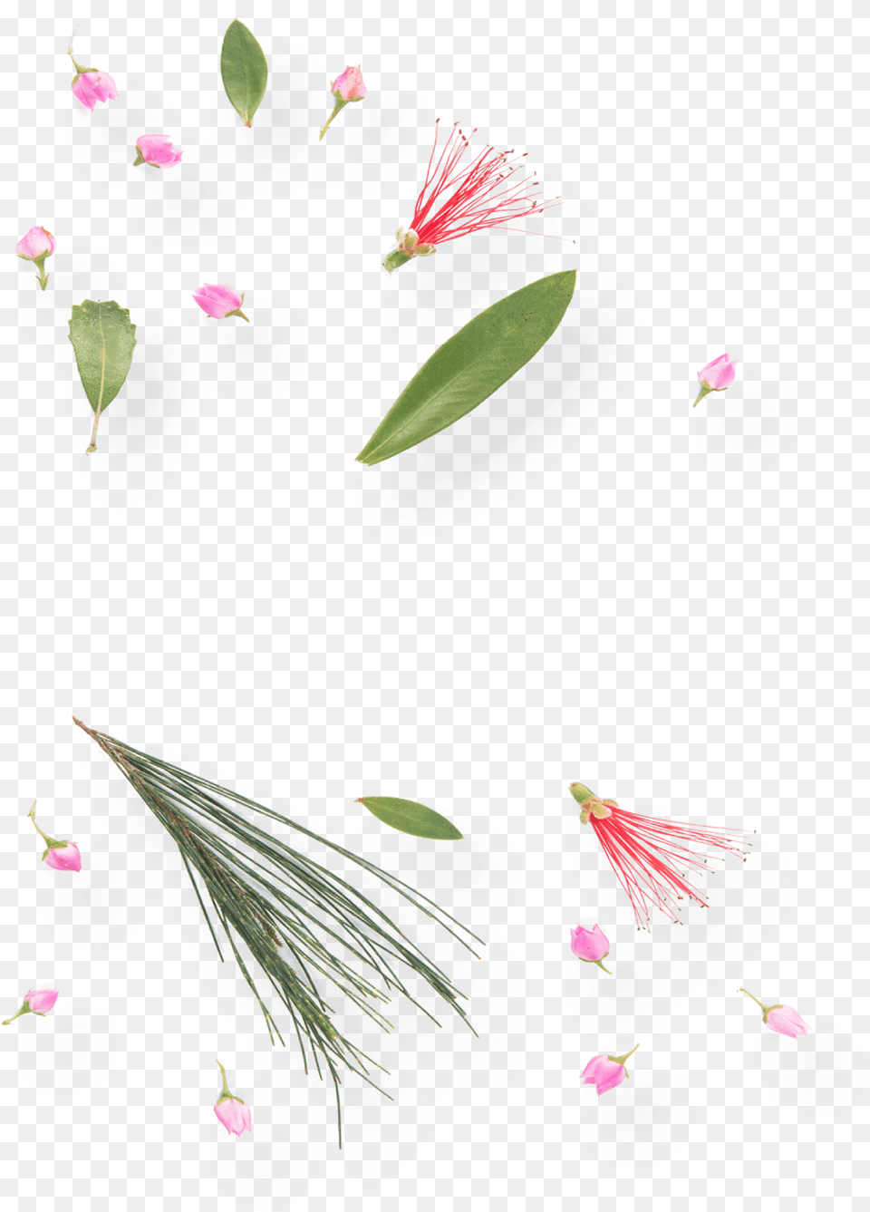 Transparent Wild Flowers Water Lily, Acanthaceae, Bud, Flower, Petal Png Image